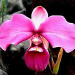 plantes typiques du perou